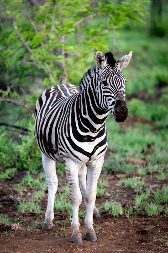 Safari, Parque Kruger